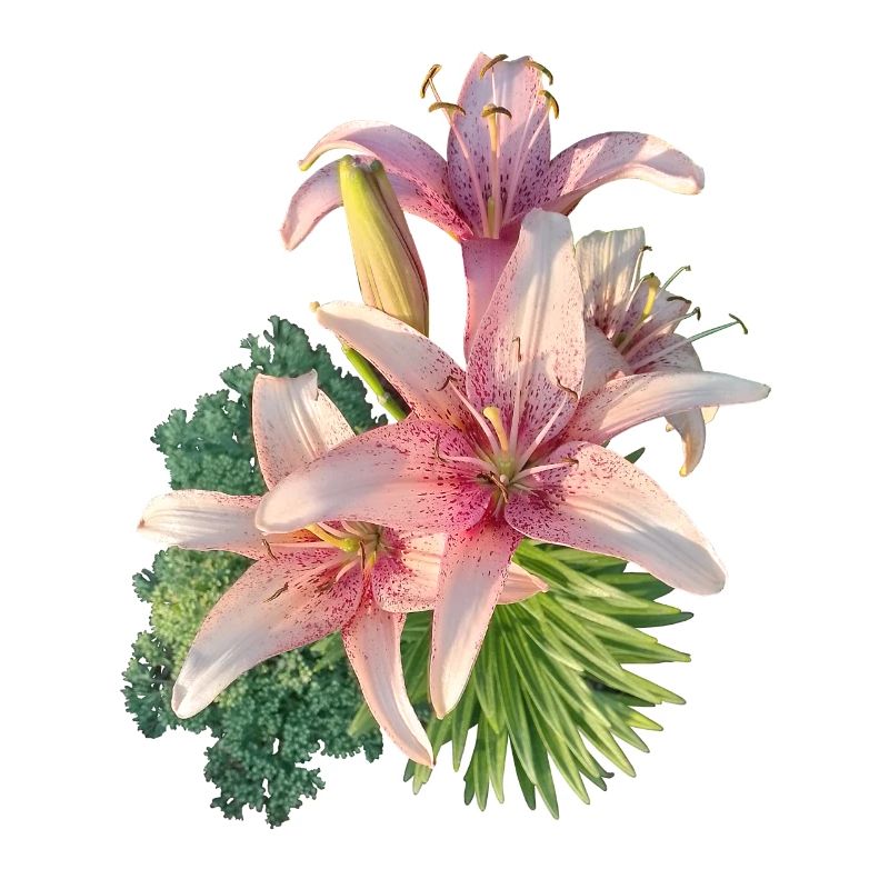 Lys rose