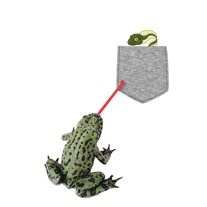 Froschzunge, die nach Kaulquappe in Ihrer Tasche greift