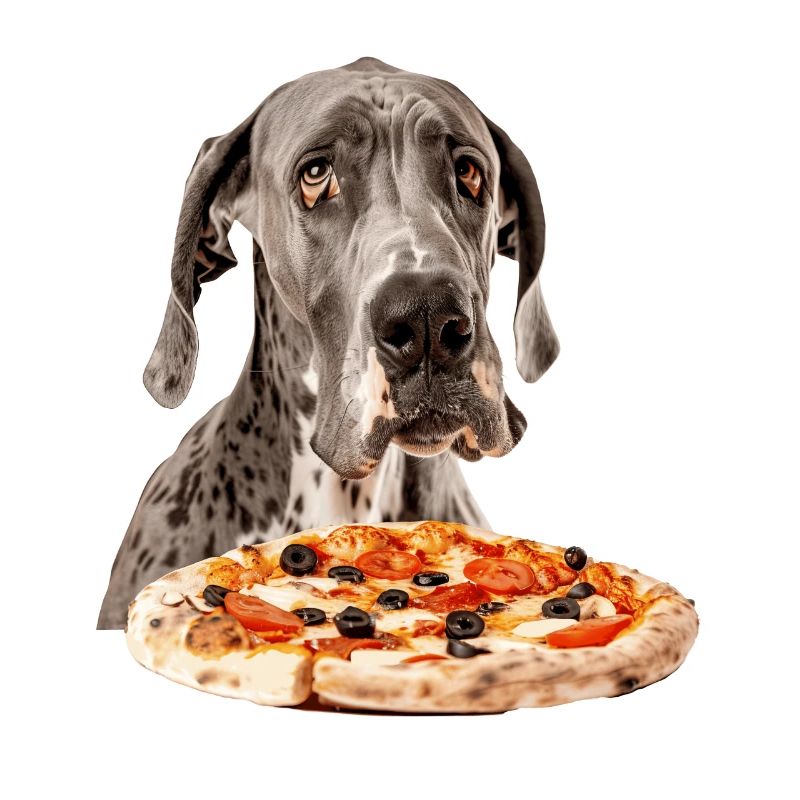 Great Dane
