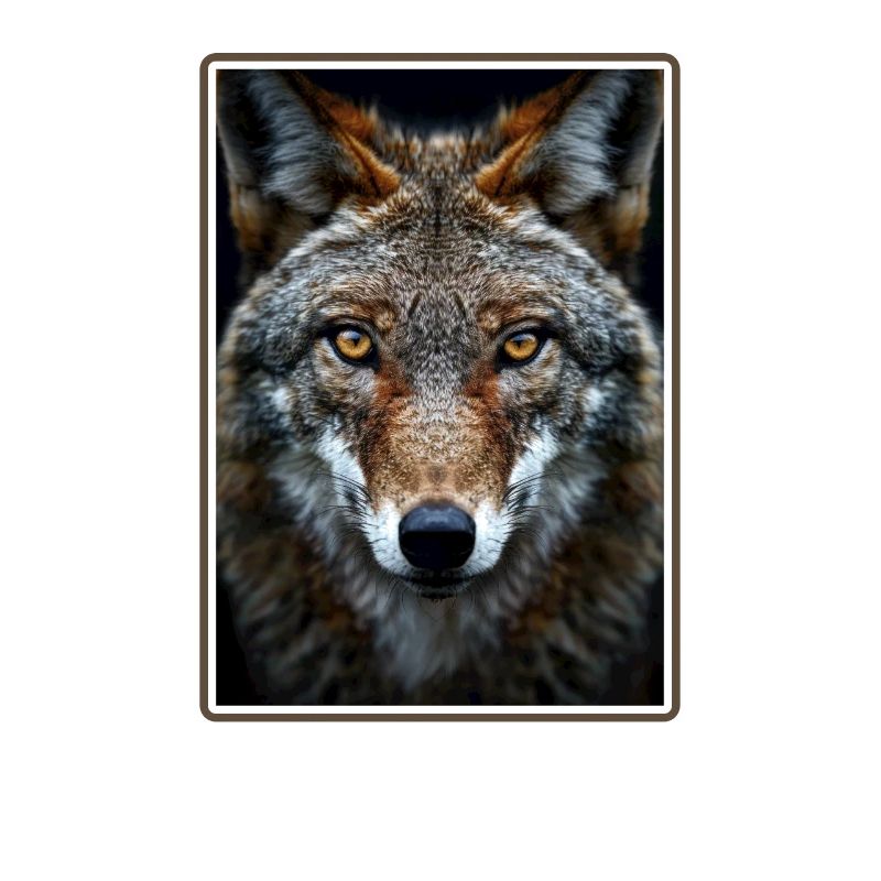 Coyotes Coyote