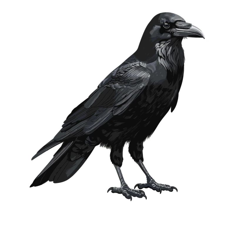 Corbeaux Corbeaux