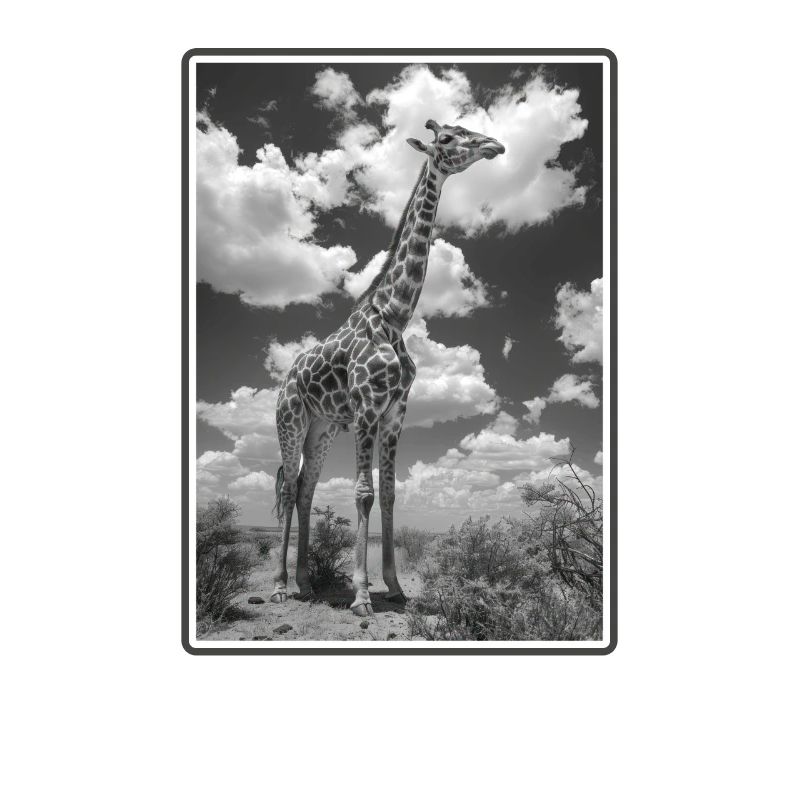 Giraffes Giraffe