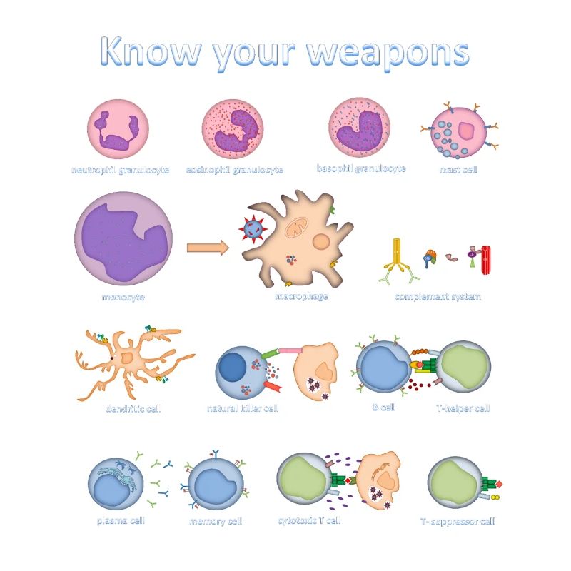 Immune system