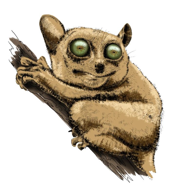 Tarsier
