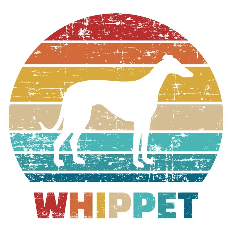 Whippet