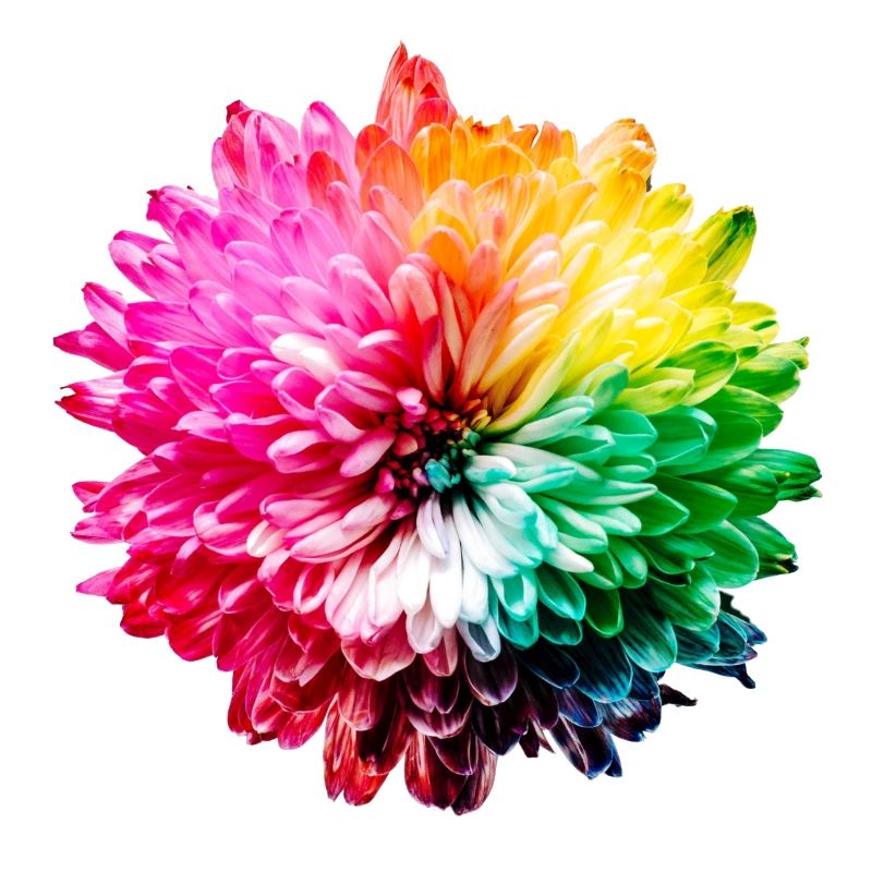 Chrysanthème Arc-en-ciel