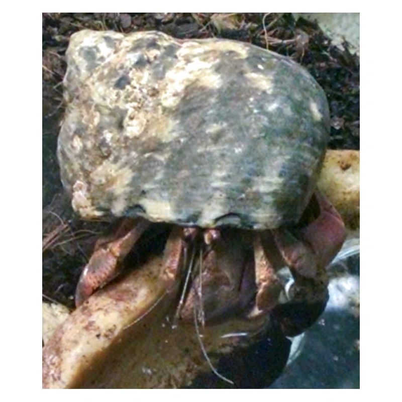 Hermit crab