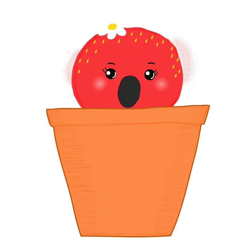 koala fraise