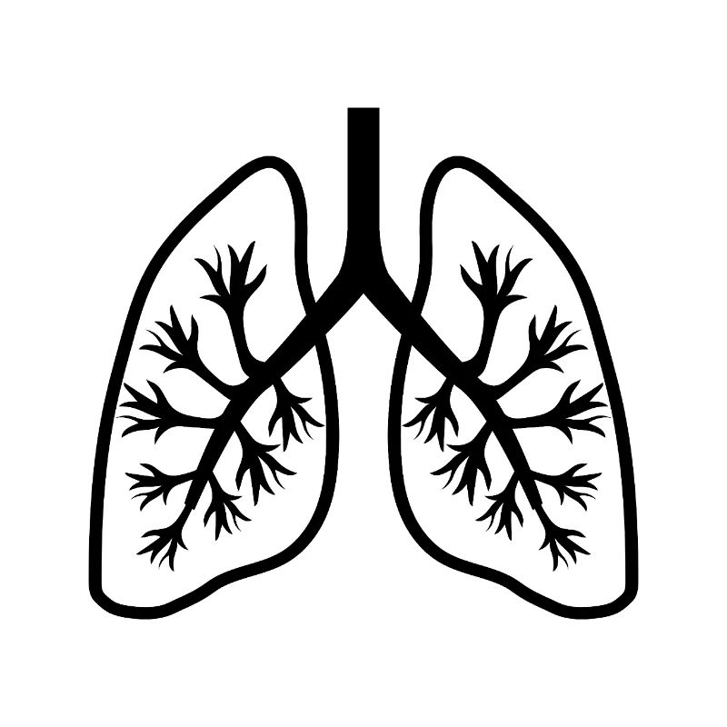 Lungs
