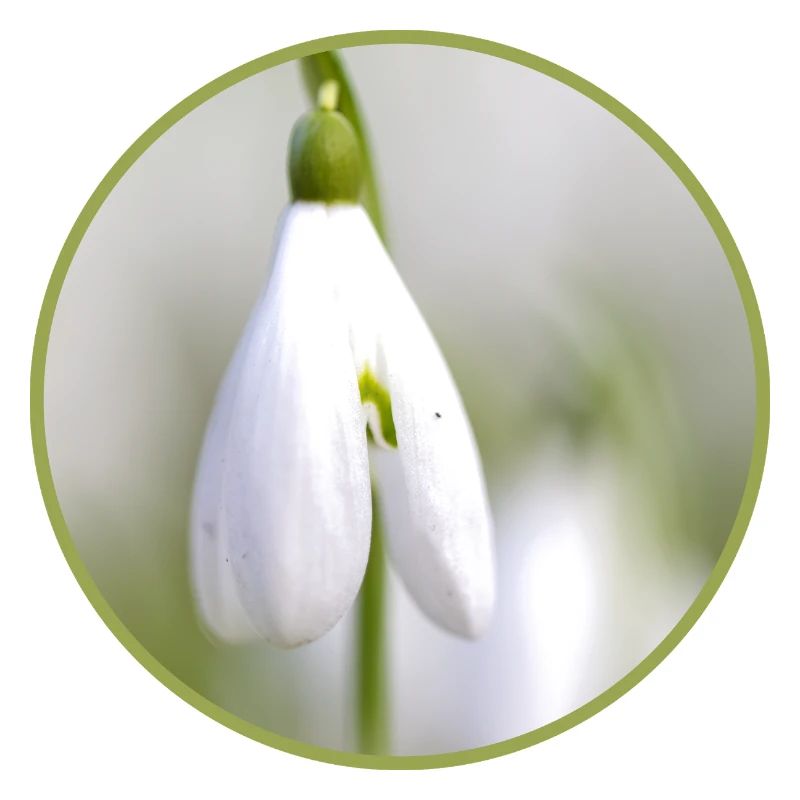 Perce-neige fleur blanche Fleur blanche Éclosion précoce