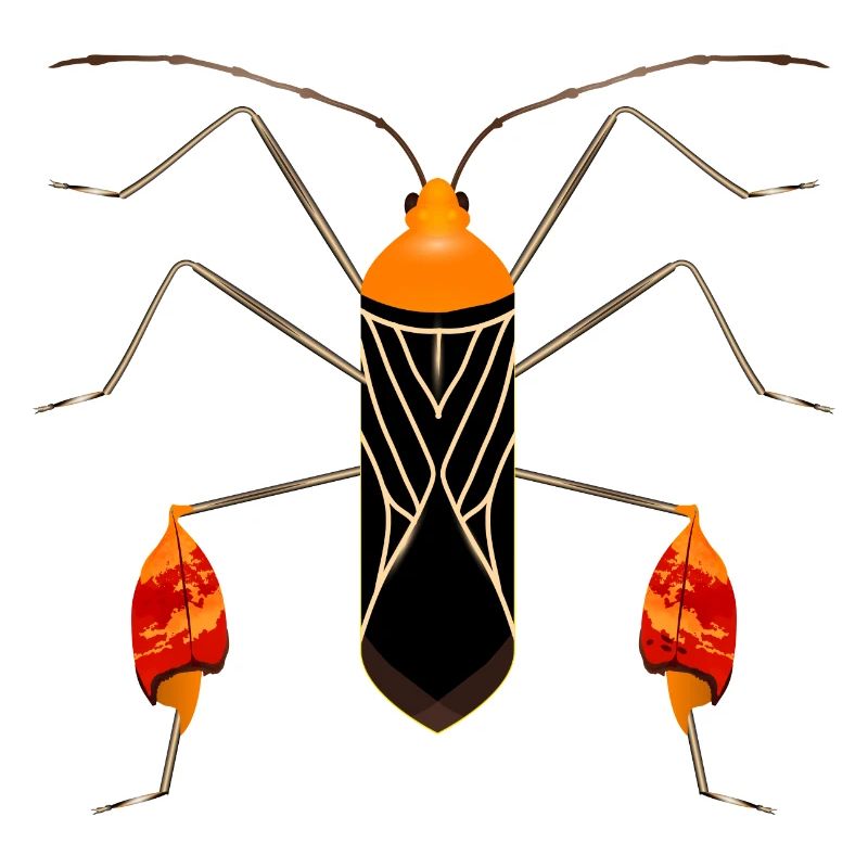 Anisoscelis alipes leaf-footed bug exotic insect