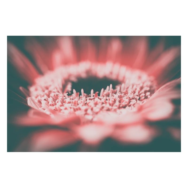 Fleurs rétro