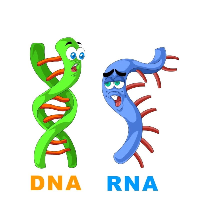 DNA RNA still single