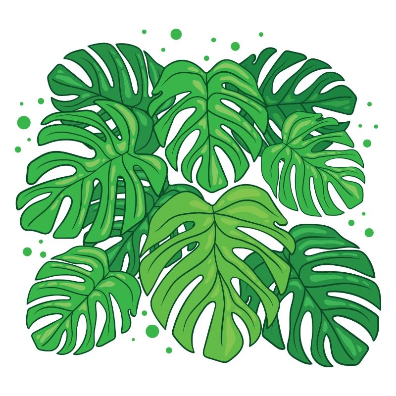 Monstera Deliciosa