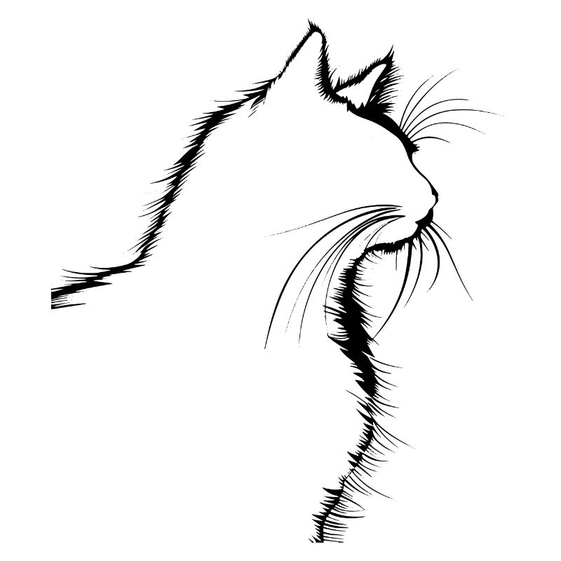 Chat, Motif De Chat
