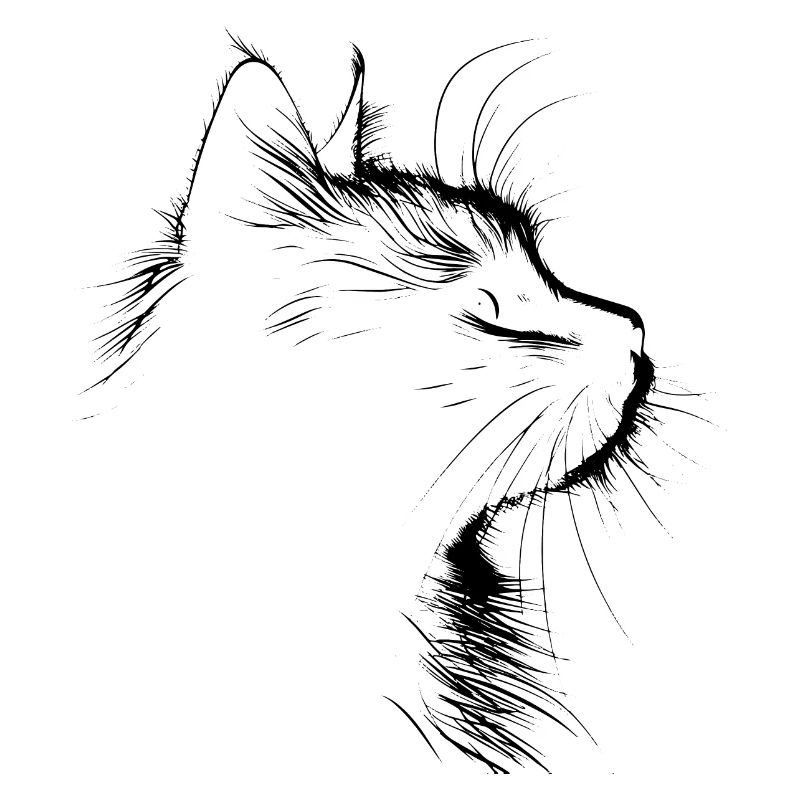 Chat, Motif De Chat, Visage De Chat