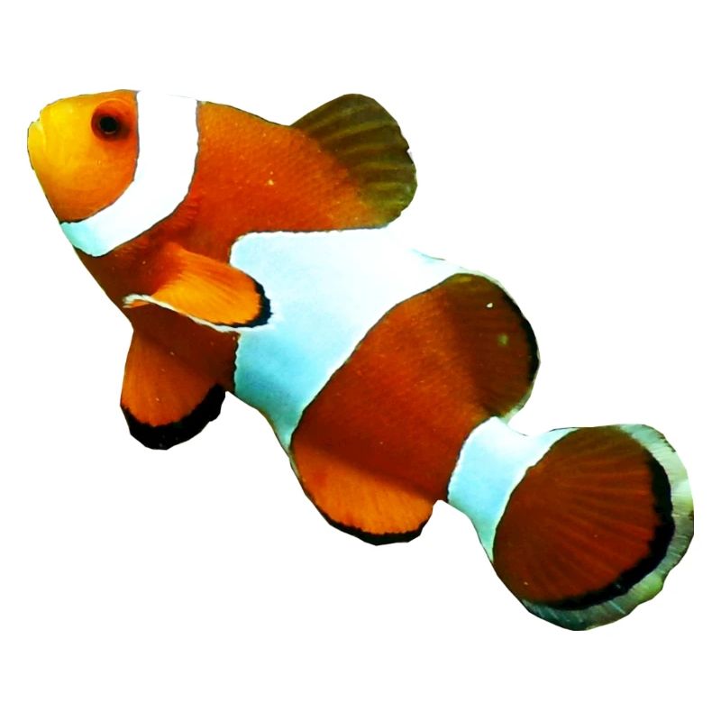 Nemo