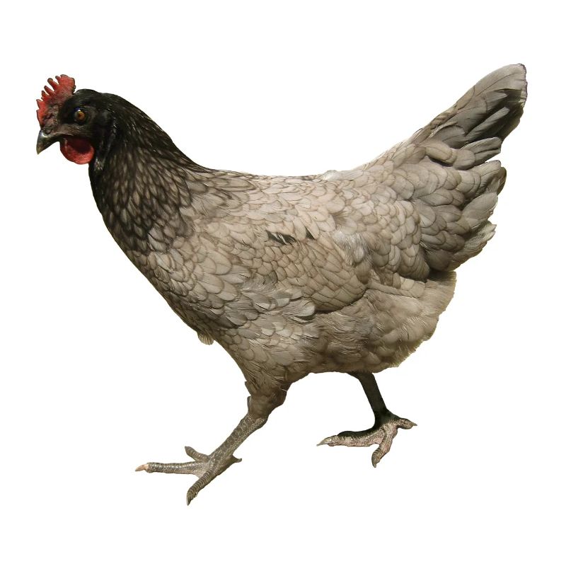 poulet gris