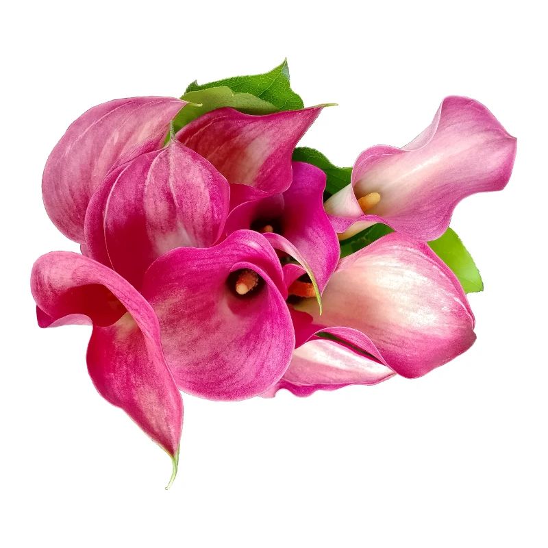 Calla lily