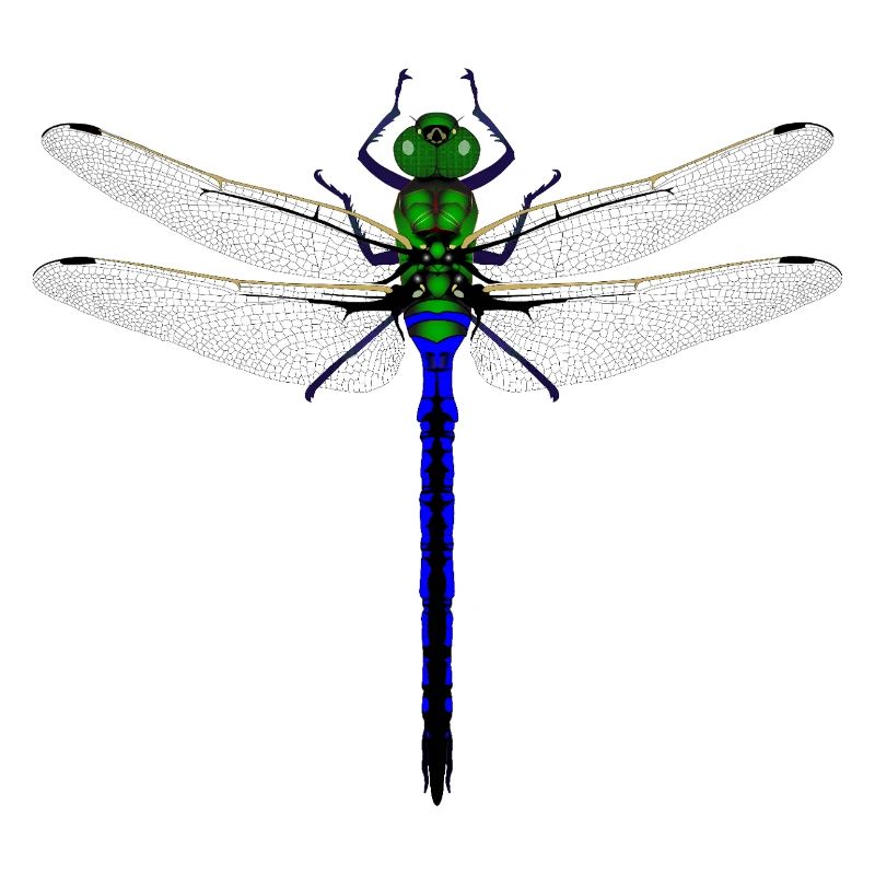 Femme de conception combinée Kybalion Libellule Néon