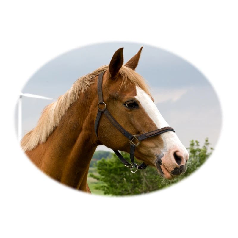 Cheval. Cheval.