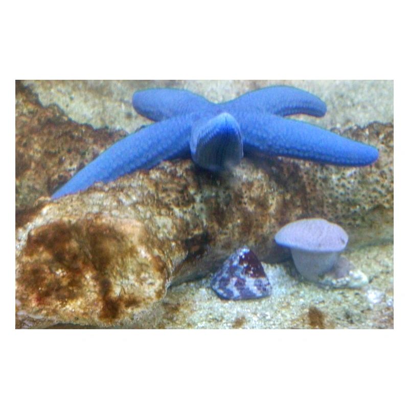 Blauer Seestern