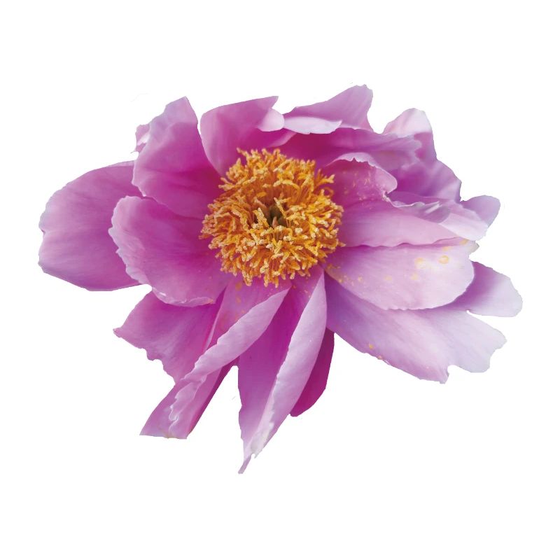 Peony_Dancing_in_Wind