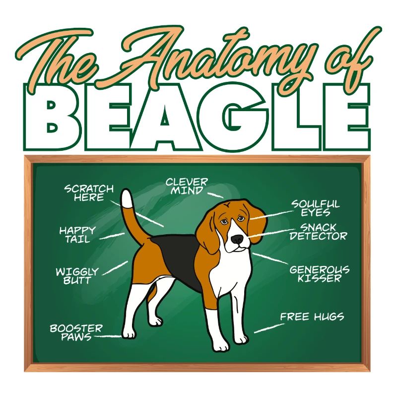 Anatomie d’un Beagle I Drôle Beagle