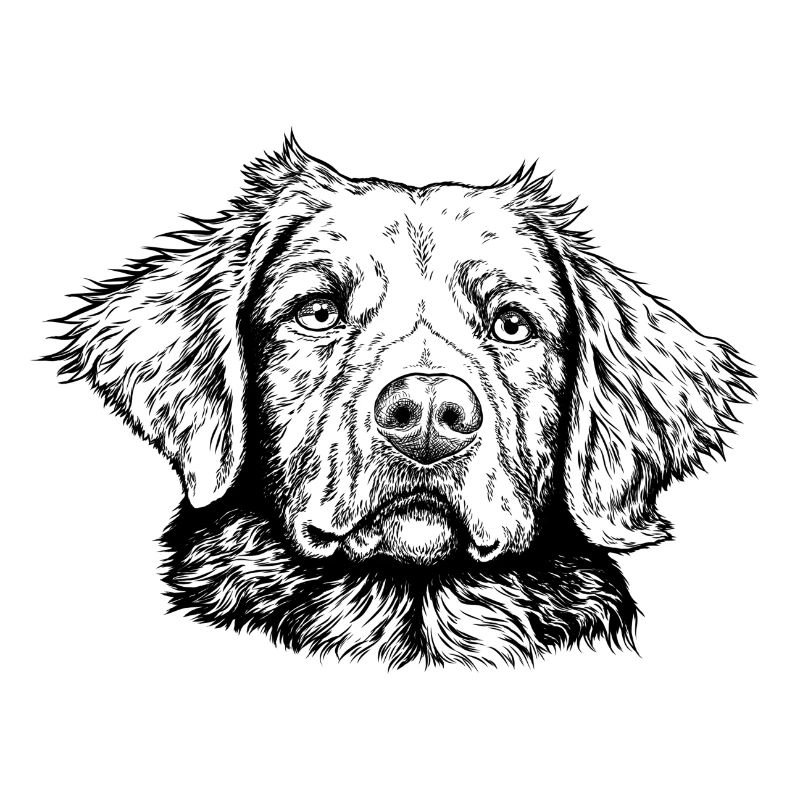 Retriever de la Nouvelle-Écosse