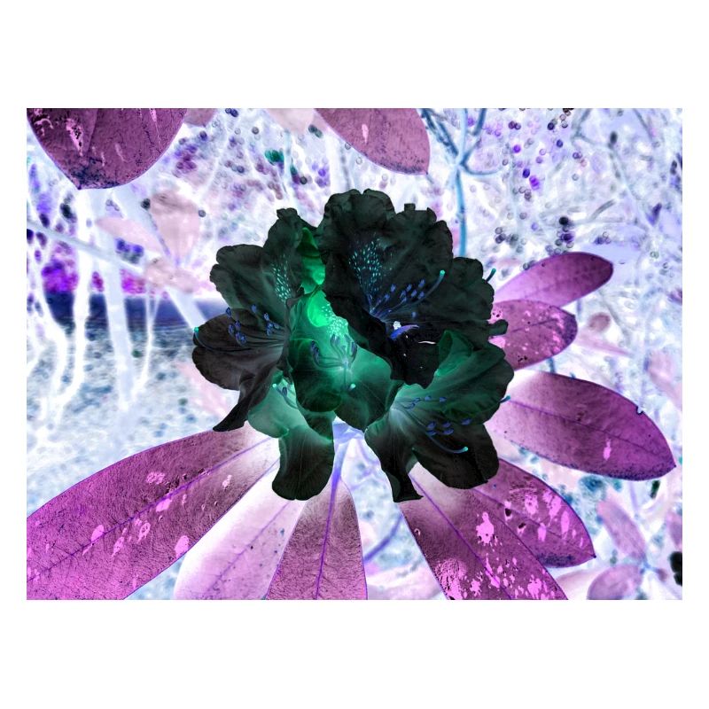 Disposition Hyperflora de Neonblumen