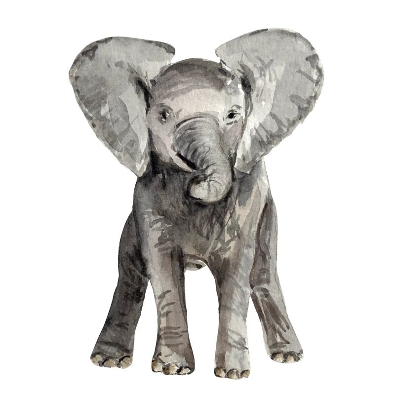 Éléphant bébé