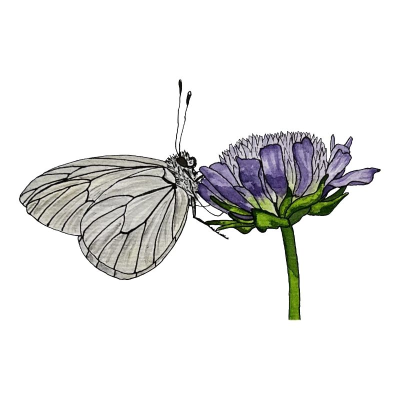 Papillon Fleur Arbre Blanc Entomologiste
