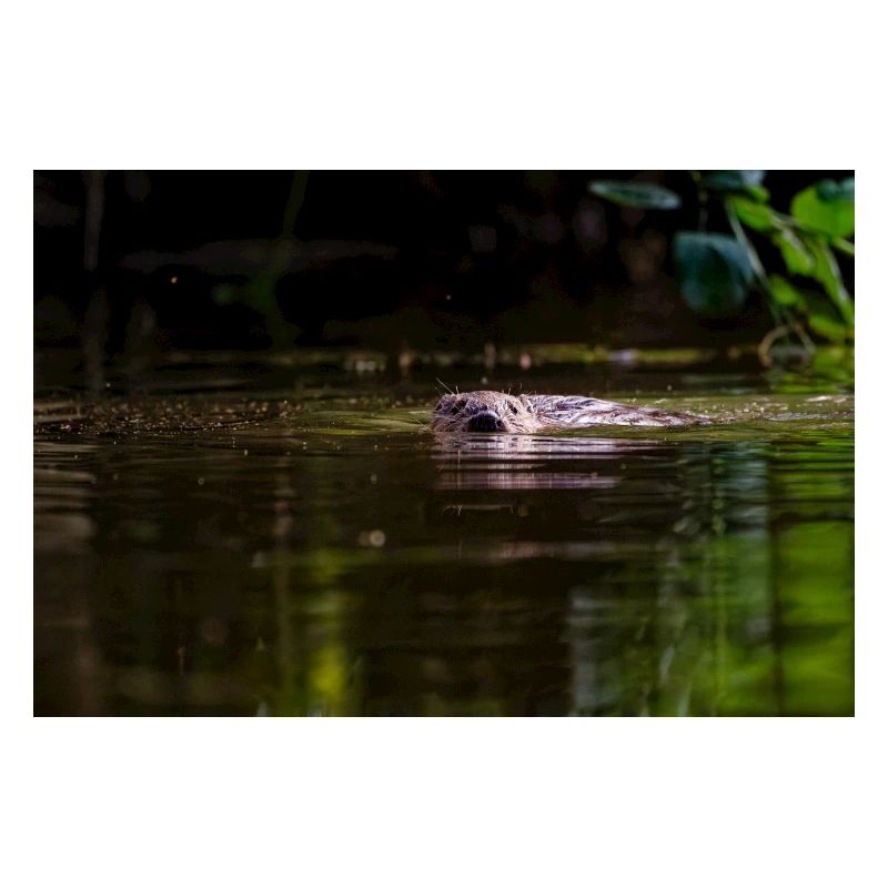 Castor nageant vers la caméra dans l’eau peu profonde