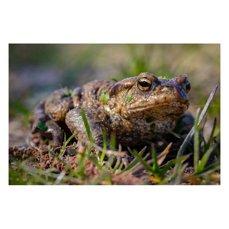Gros plan d’un crapaud terrestre - Affiche