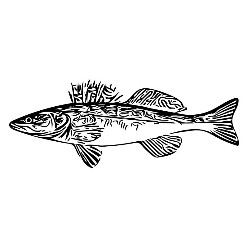 pike-perch