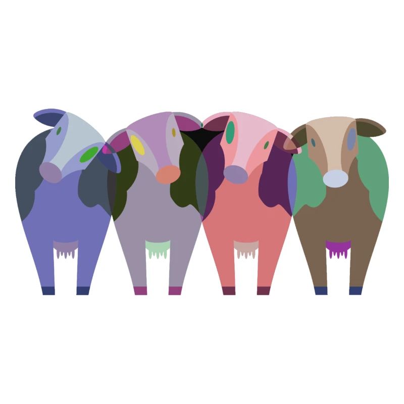 vaches vache