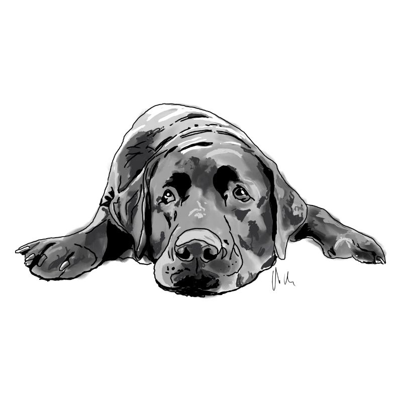 Labrador