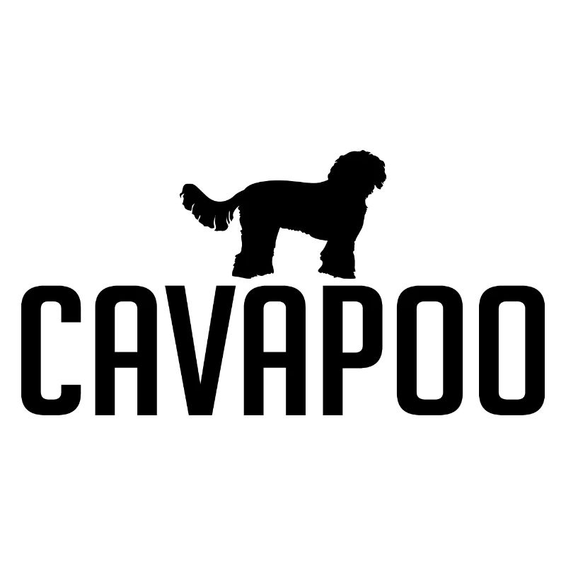 Cavapoo Hunderasse Hunde Wilsigns