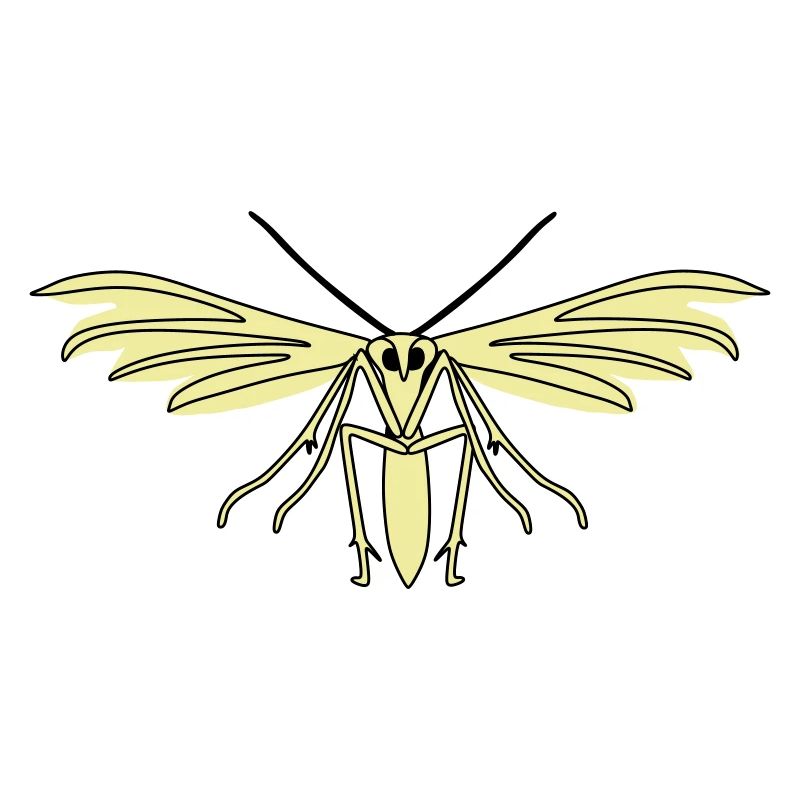 Feather moth