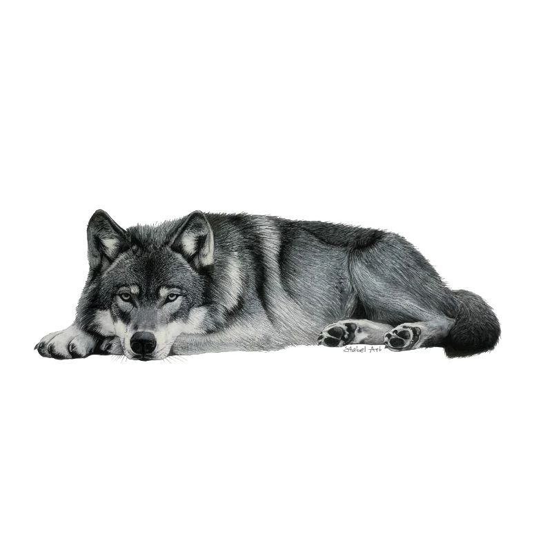 wolf
