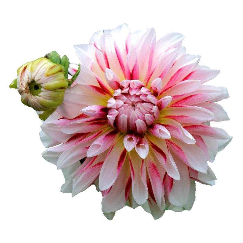 Fleur Rose Rose Fleur Fleurs Rose Rose Fleurs