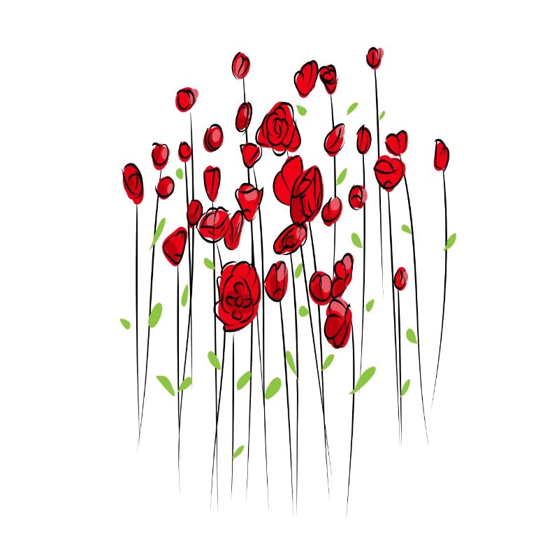 Mohnblume MOhn Blume