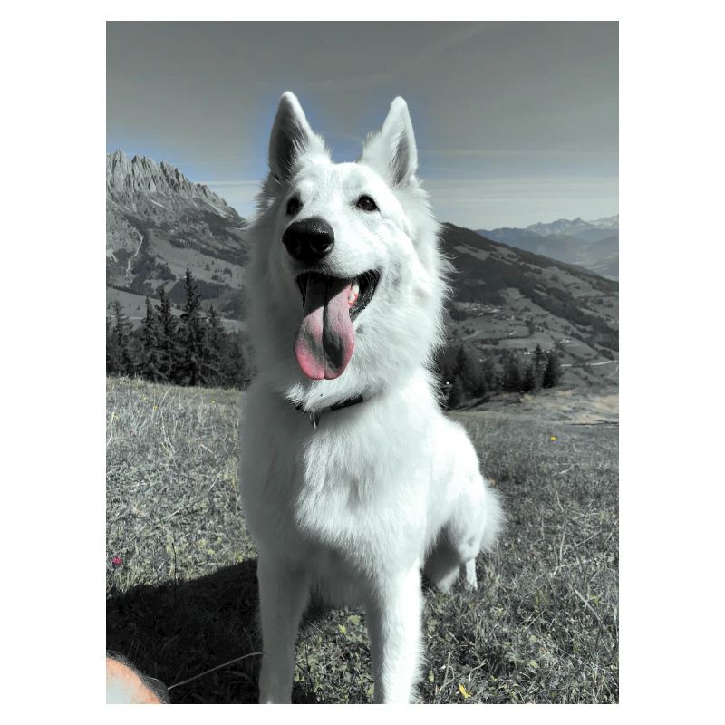 White Shepherd