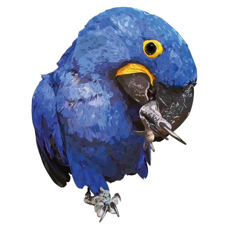 Hyacinth Macaw