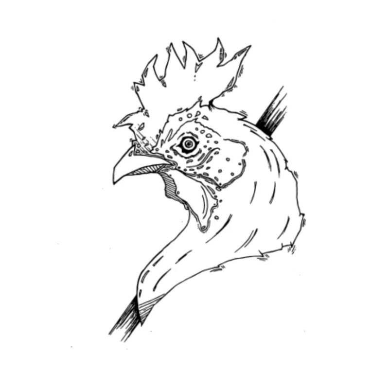 Wild rooster