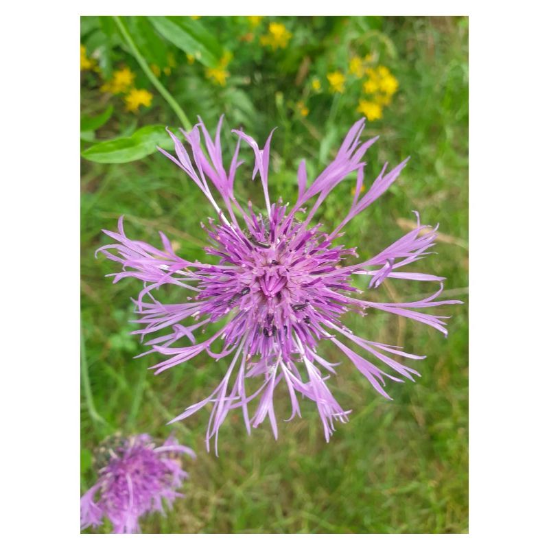 centaurée Centaurea scabiosa