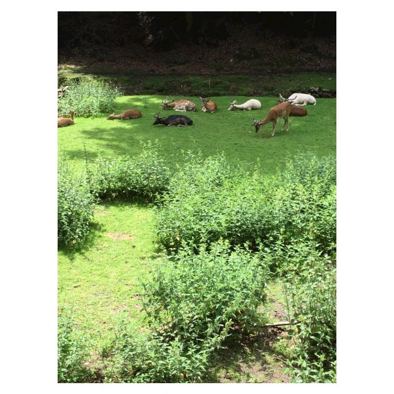 Faune