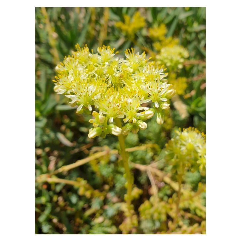 Heller Mauerpfeffer (auf deutsch Nizza-Mauerpfeffer)