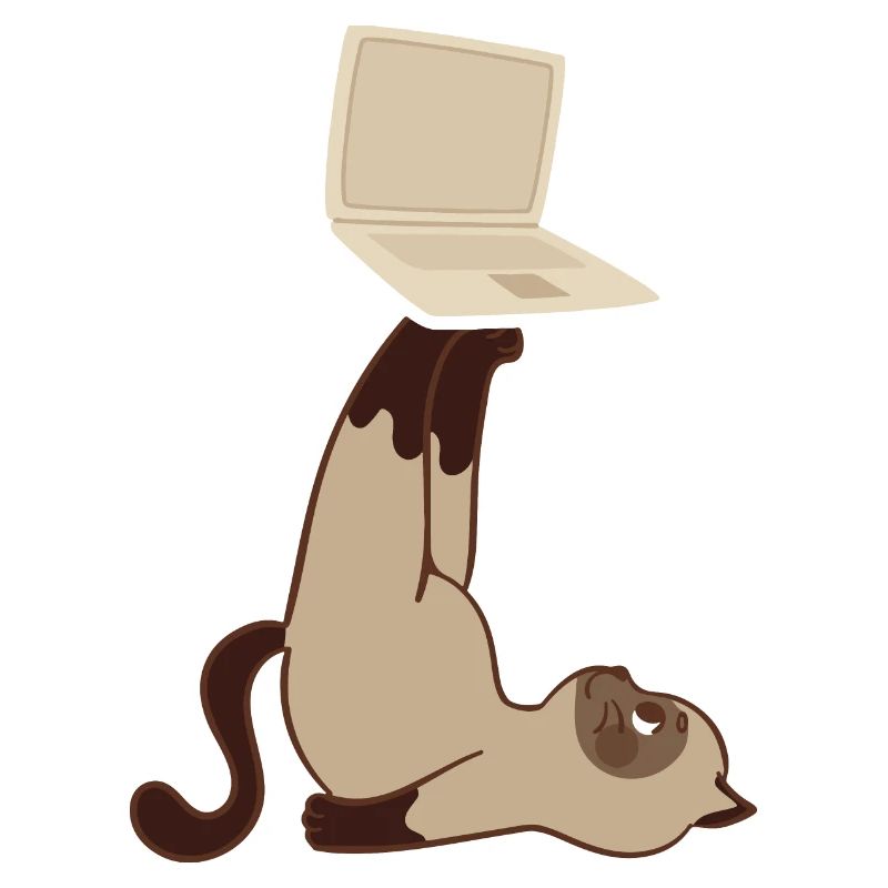 Chat avec ordinateur portable