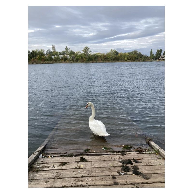 Cygne